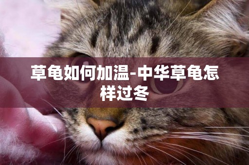 草龜如何加溫-中華草龜怎樣過冬