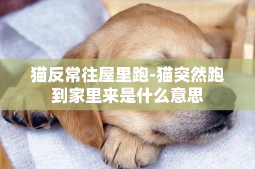 貓反常往屋里跑-貓突然跑到家里來是什么意思