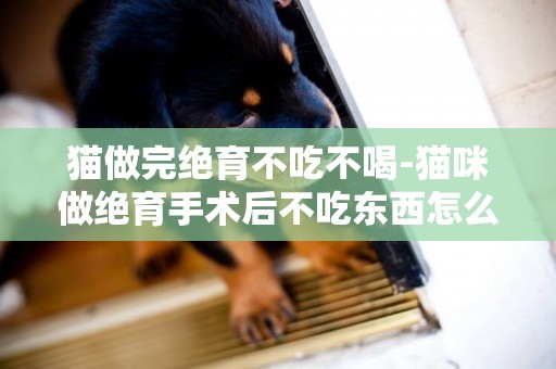 貓做完絕育不吃不喝-貓咪做絕育手術后不吃東西怎么辦？