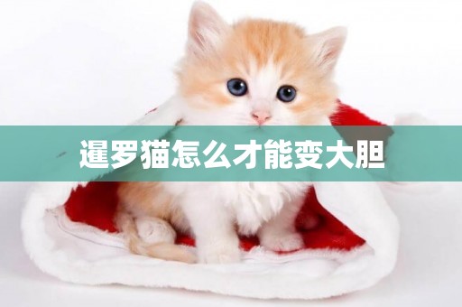 暹羅貓怎么才能變大膽
