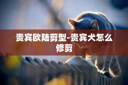 貴賓歐陸剪型-貴賓犬怎么修剪