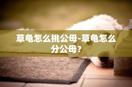 草龜怎么挑公母-草龜怎么分公母？