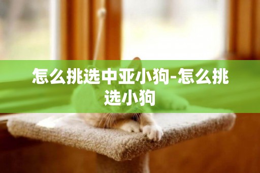 怎么挑選中亞小狗-怎么挑選小狗