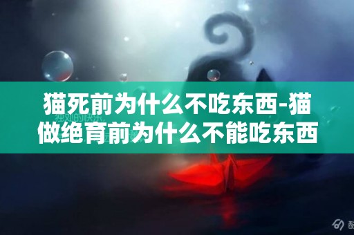 貓死前為什么不吃東西-貓做絕育前為什么不能吃東西