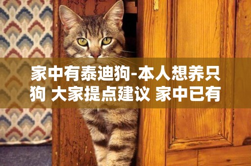 家中有泰迪狗-本人想養只狗 大家提點建議 家中已有泰迪一只