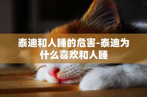泰迪和人睡的危害-泰迪為什么喜歡和人睡