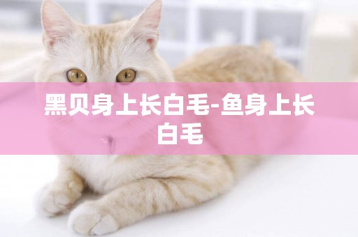黑貝身上長白毛-魚身上長白毛