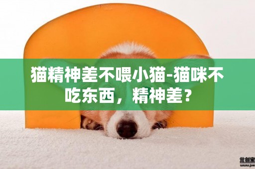 貓精神差不喂小貓-貓咪不吃東西，精神差？