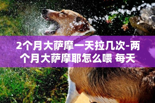2個月大薩摩一天拉幾次-兩個月大薩摩耶怎么喂 每天應該為多少