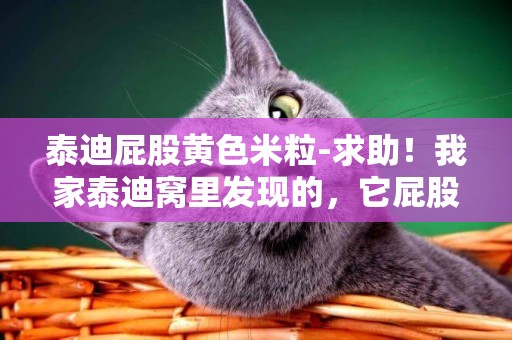 泰迪屁股黃色米粒-求助！我家泰迪窩里發現的，它屁股的毛里也有，黃色的，一顆顆的，像米一樣的，不會是什