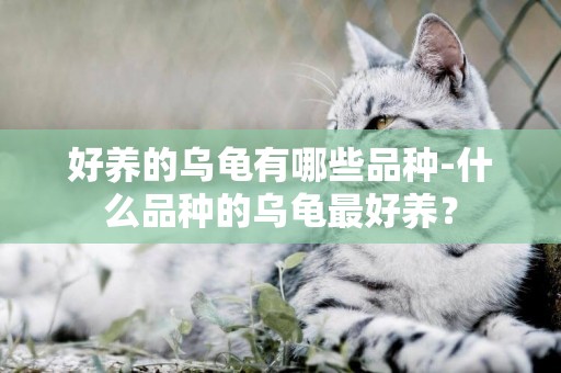 好養的烏龜有哪些品種-什么品種的烏龜最好養？
