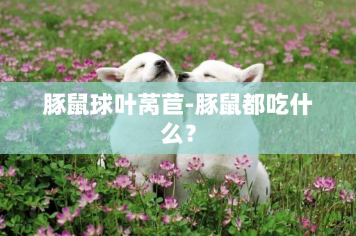 豚鼠球葉萵苣-豚鼠都吃什么？
