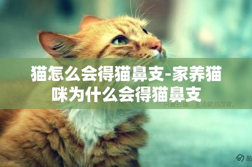 貓怎么會得貓鼻支-家養貓咪為什么會得貓鼻支
