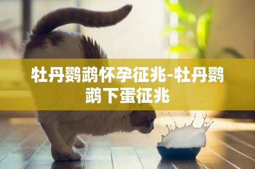牡丹鸚鵡懷孕征兆-牡丹鸚鵡下蛋征兆