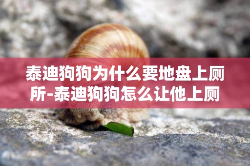 泰迪狗狗為什么要地盤上廁所-泰迪狗狗怎么讓他上廁所