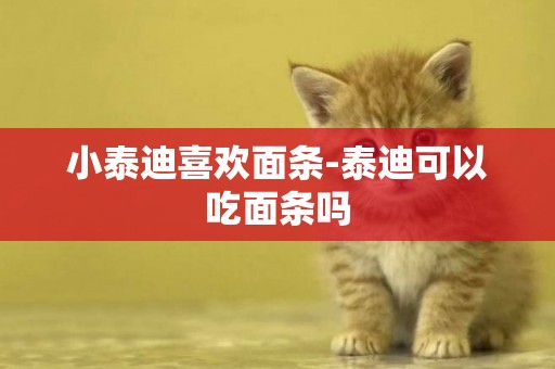 小泰迪喜歡面條-泰迪可以吃面條嗎