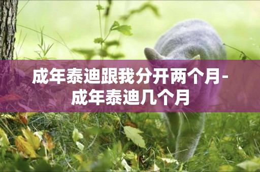 成年泰迪跟我分開兩個月-成年泰迪幾個月