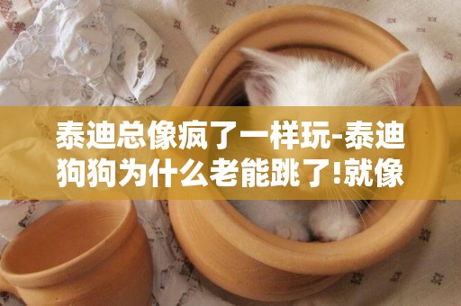 泰迪總像瘋了一樣玩-泰迪狗狗為什么老能跳了!就像瘋了一樣？