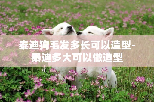 泰迪狗毛發多長可以造型-泰迪多大可以做造型