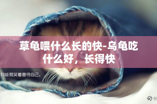 草龜喂什么長的快-烏龜吃什么好，長得快