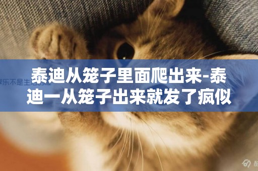 泰迪從籠子里面爬出來-泰迪一從籠子出來就發了瘋似的跑，在家里到處聞。。。