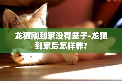 龍貓剛到家沒有籠子-龍貓到家后怎樣養?