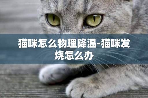 貓咪怎么物理降溫-貓咪發燒怎么辦