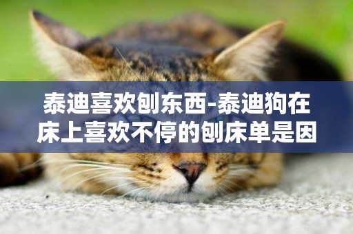 泰迪喜歡刨東西-泰迪狗在床上喜歡不停的刨床單是因為什么原因？