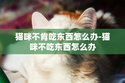貓咪不肯吃東西怎么辦-貓咪不吃東西怎么辦