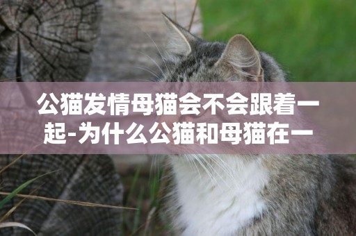 公貓發情母貓會不會跟著一起-為什么公貓和母貓在一起,母貓會嗚嗚叫