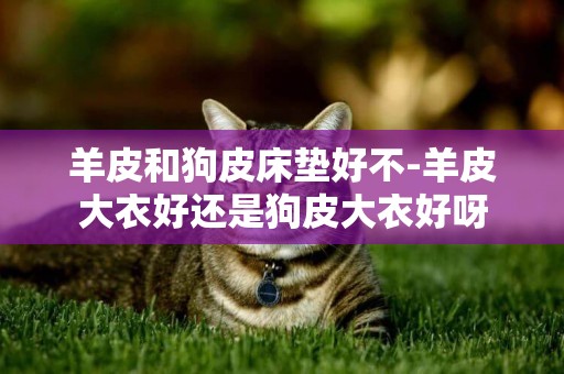 羊皮和狗皮床墊好不-羊皮大衣好還是狗皮大衣好呀