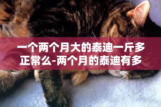 一個兩個月大的泰迪一斤多正常么-兩個月的泰迪有多重才正常？
