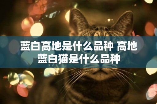 藍白高地是什么品種 高地藍白貓是什么品種