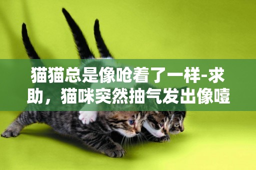 貓貓總是像嗆著了一樣-求助，貓咪突然抽氣發出像噎住一樣的打嗝聲