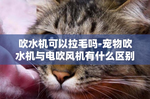 吹水機可以拉毛嗎-寵物吹水機與電吹風機有什么區別?