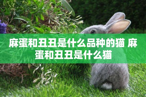麻蛋和丑丑是什么品種的貓 麻蛋和丑丑是什么貓