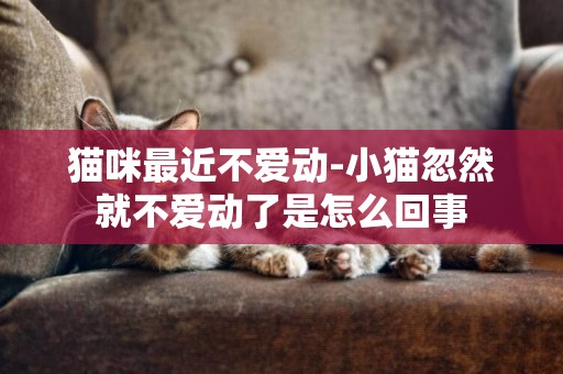 貓咪最近不愛動-小貓忽然就不愛動了是怎么回事