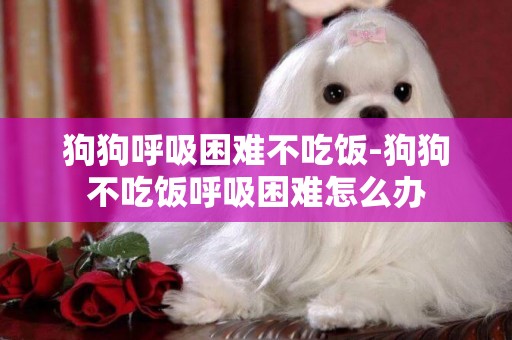 狗狗呼吸困難不吃飯-狗狗不吃飯呼吸困難怎么辦