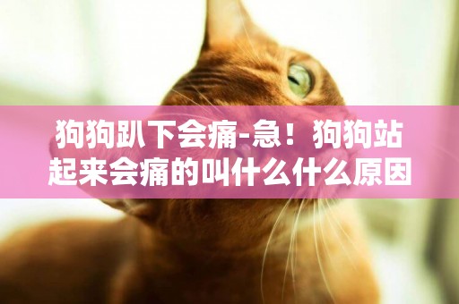狗狗趴下會痛-急！狗狗站起來會痛的叫什么什么原因