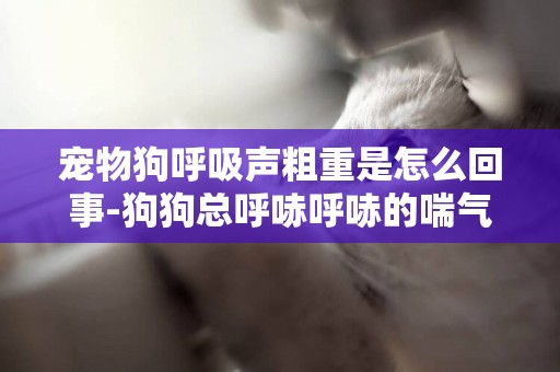 寵物狗呼吸聲粗重是怎么回事-狗狗總呼哧呼哧的喘氣是怎么回事