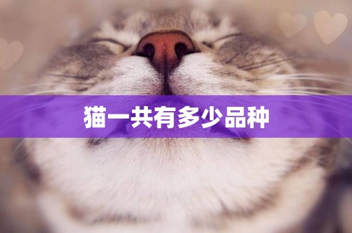 貓一共有多少品種