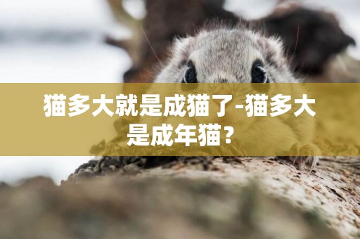 貓多大就是成貓了-貓多大是成年貓？