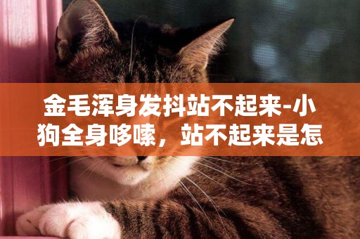 金毛渾身發抖站不起來-小狗全身哆嗦，站不起來是怎么回事？