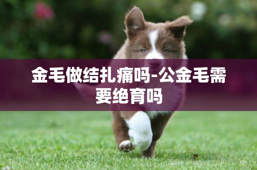 金毛做結扎痛嗎-公金毛需要絕育嗎