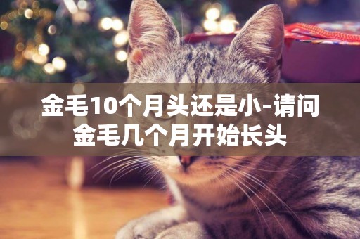 金毛10個月頭還是小-請問金毛幾個月開始長頭