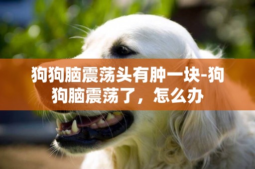 狗狗腦震蕩頭有腫一塊-狗狗腦震蕩了，怎么辦