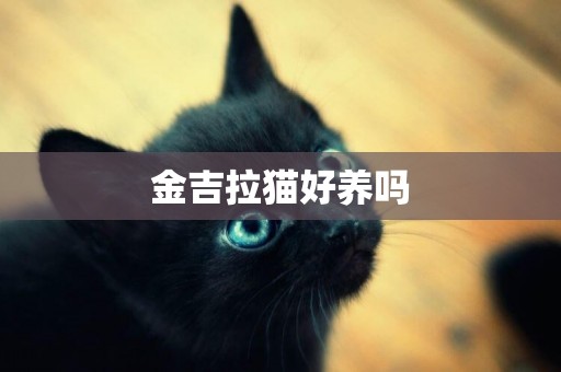 金吉拉貓好養嗎