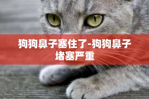 狗狗鼻子塞住了-狗狗鼻子堵塞嚴重