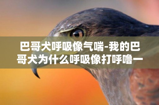 巴哥犬呼吸像氣喘-我的巴哥犬為什么呼吸像打呼嚕一樣？