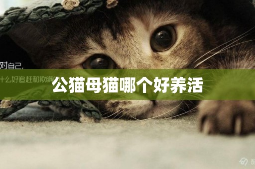公貓母貓哪個好養活